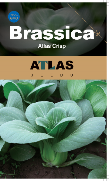 Brassica -Atlas Crisp Vegetable Seeds