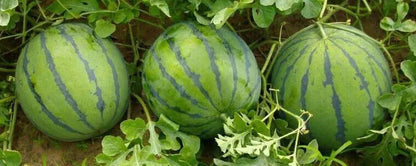 Watermelon -Stripped Sweetie over50 pills