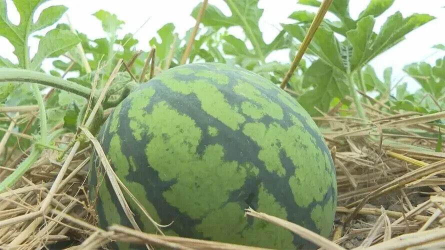 Watermelon -Stripped Sweetie over50 pills