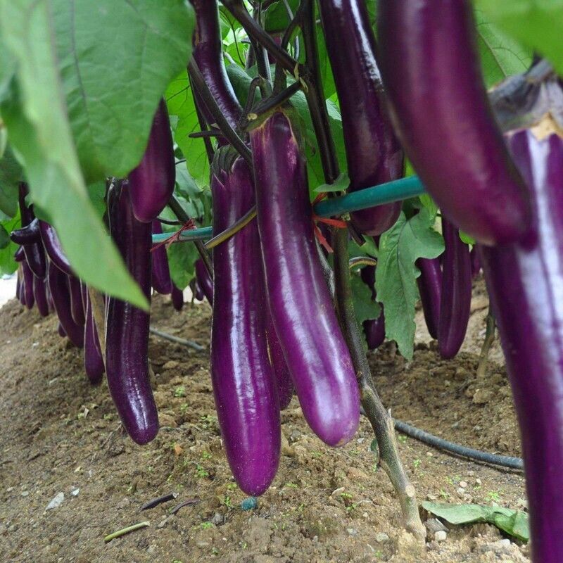 Long Eggplant -Atlas Wonder Vegetable Seeds