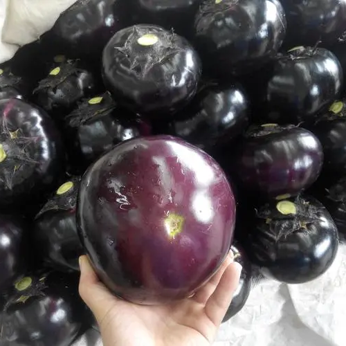 Eggplant -Round Shiny Ball Vegetable Seeds