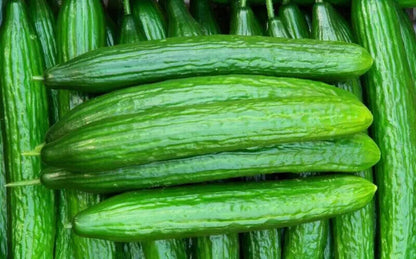 Fruit Cucumber -Green Crisp F1 Hybrid Vegetable Seeds