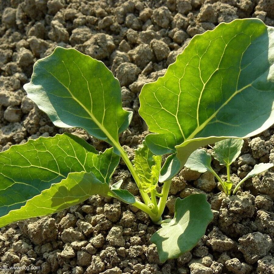 Broccoli -Autumn Beauty Vegetable Seeds over