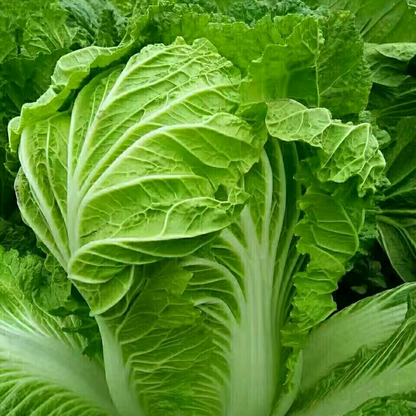 Asian Cabbage -Fresh Vegie Vegetable Seeds over 3000pills