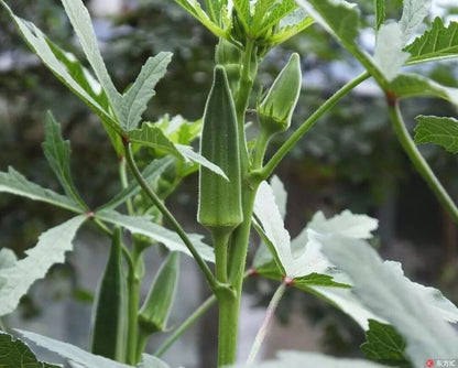 Okra -Green Slim Vegetable Seeds