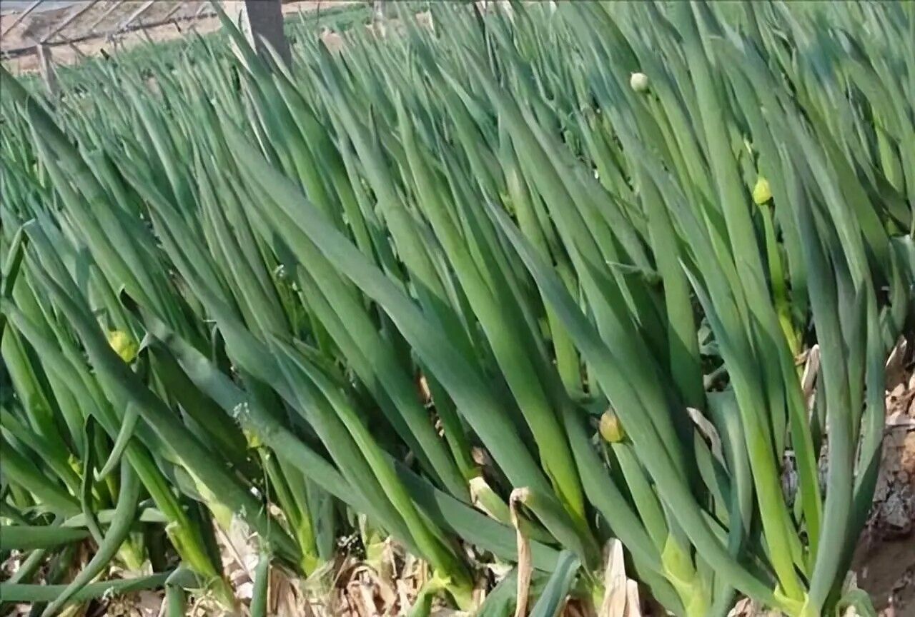 Atlas Scallion Onion Vegetable Seeds - Over 10,00 Seeds