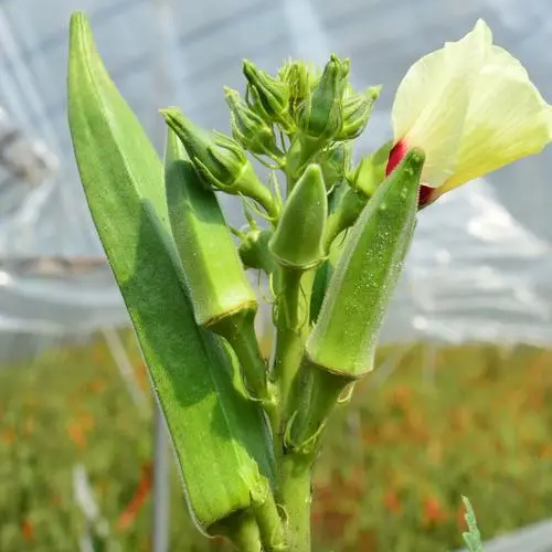 Okra -Green Slim Vegetable Seeds