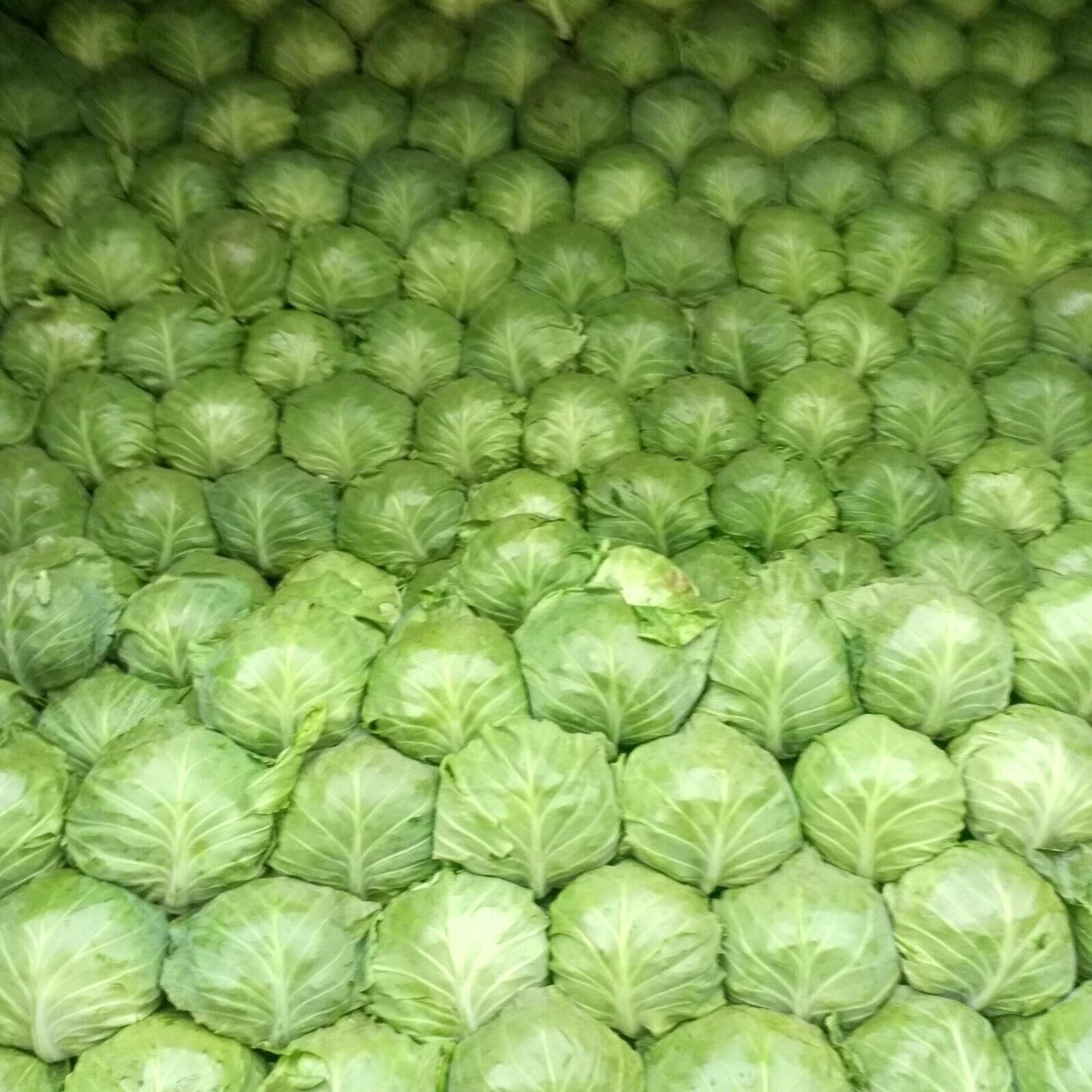 Cabbage -Green Ball Vegetable Seeds over 800 pills