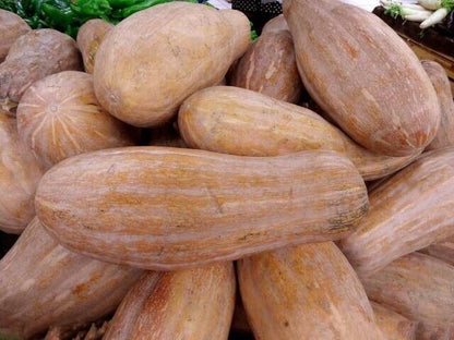 Squash -Golden Hook Vegetable Seeds