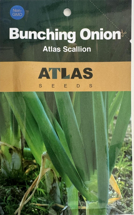 Atlas Scallion Onion Vegetable Seeds - Over 10,00 Seeds