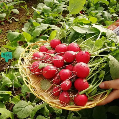 Radish seeds (1000) Vegetable Seeds