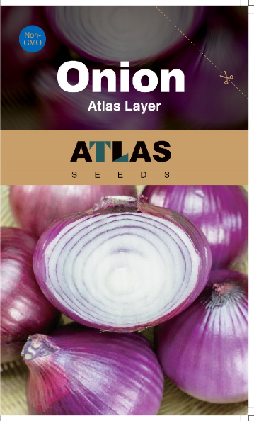 Onion -Atlas Layer Vegetable Seeds