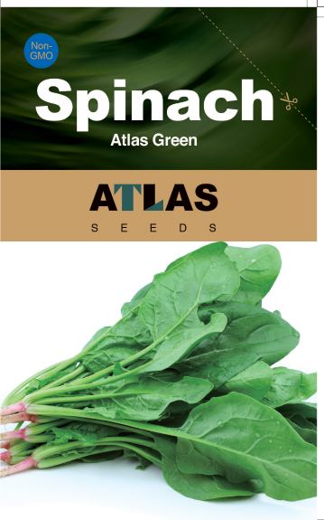 Spinach -Atlas Green Vegetable Seeds