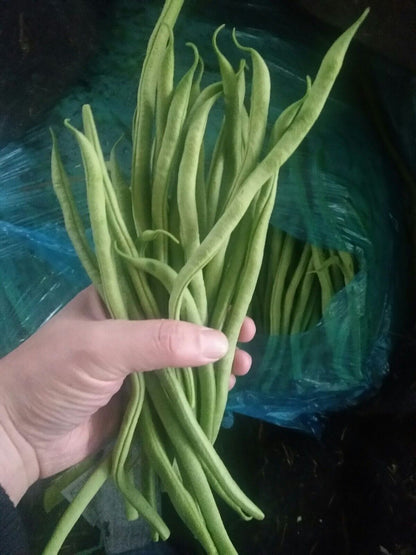 Asparagus Bean -Atlas Long Slim Vegetable Seeds