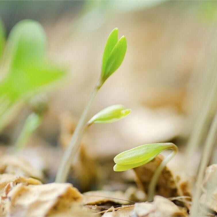 Cilantro -Atlas Aroma Vegetable Seeds