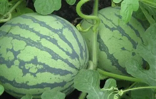 Watermelon -Stripped Sweetie over50 pills