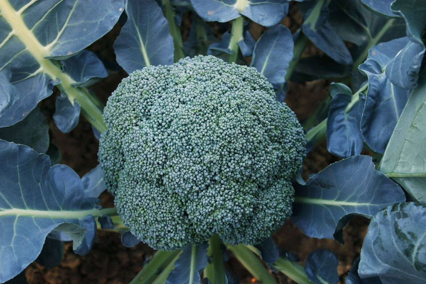 Broccoli -Autumn Beauty Vegetable Seeds over