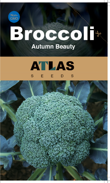 Broccoli -Autumn Beauty Vegetable Seeds over