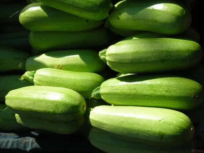 Zucchini -Green Eden