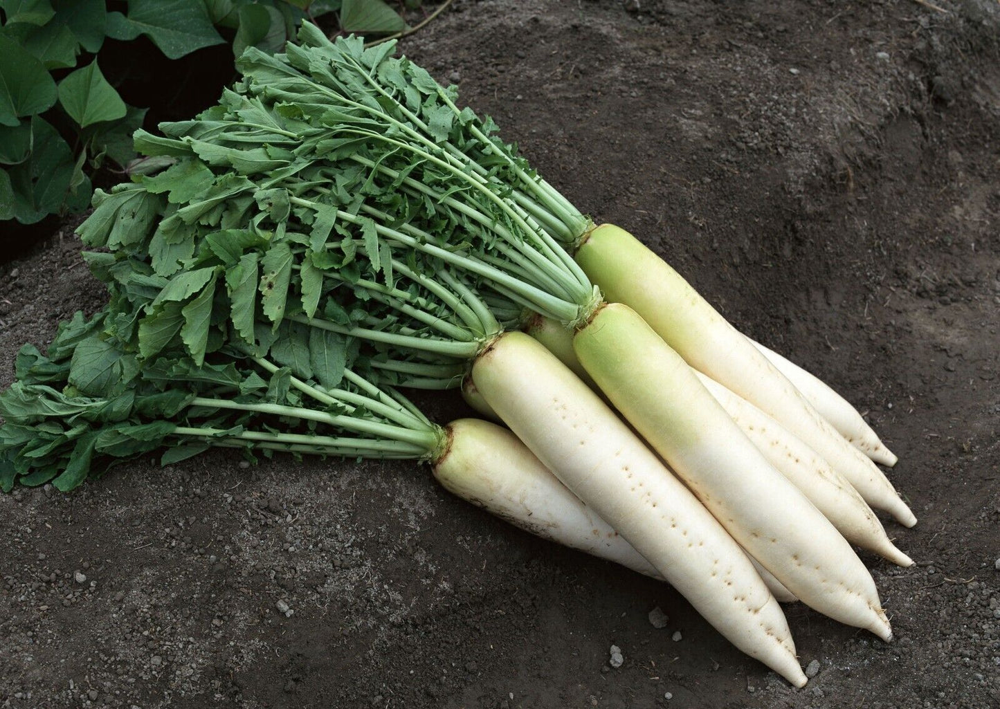 Turnip -Snow-white Vegetable Seeds over 1000pills.