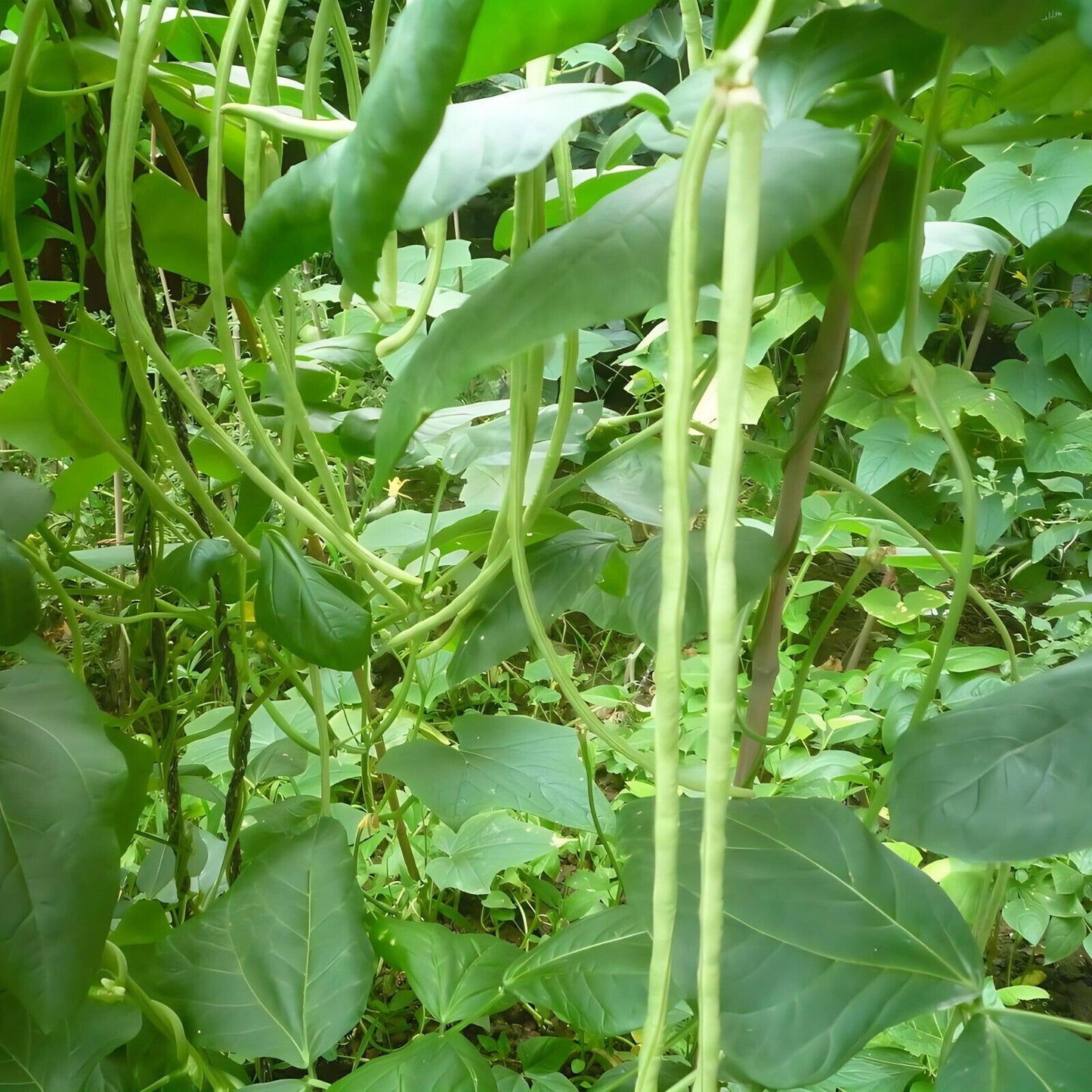 (Cowpea)Stringless Bean -Diana Vegetable Seeds