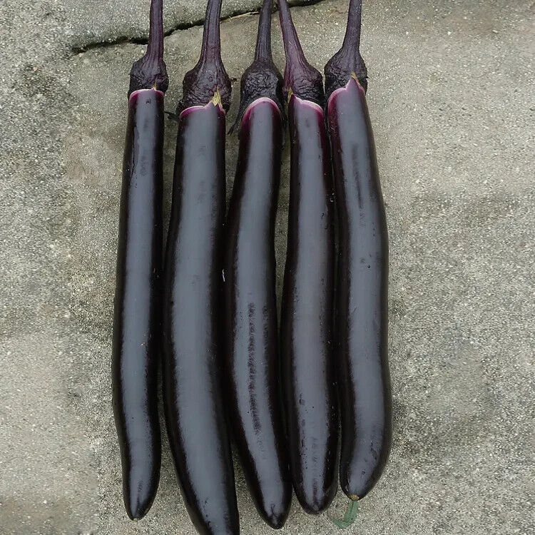 Long Eggplant -Atlas Wonder Vegetable Seeds