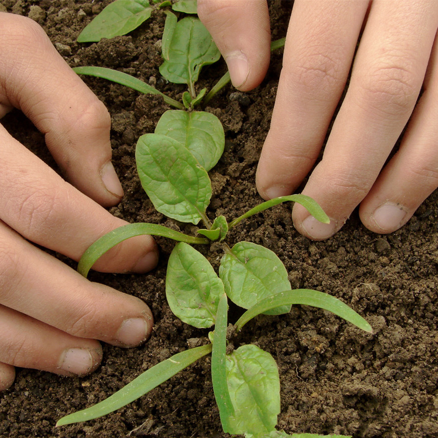 Spinach -Atlas Green Vegetable Seeds