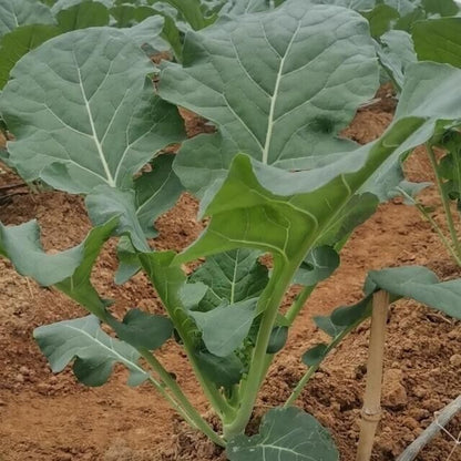 Broccoli -Autumn Beauty Vegetable Seeds over