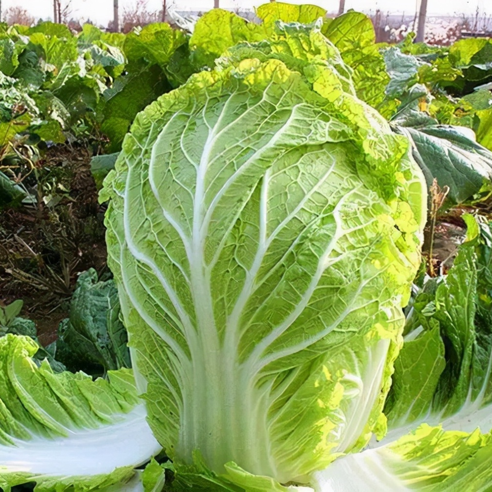 Asian Cabbage -Fresh Vegie Vegetable Seeds over 3000pills