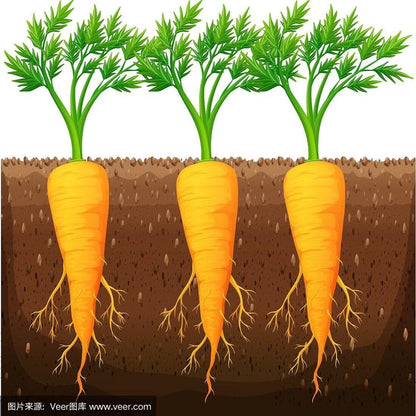 Carrot -Atlas Nutri Vegetable Seeds over 1500pills.