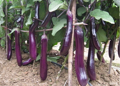 Long Eggplant -Atlas Wonder Vegetable Seeds