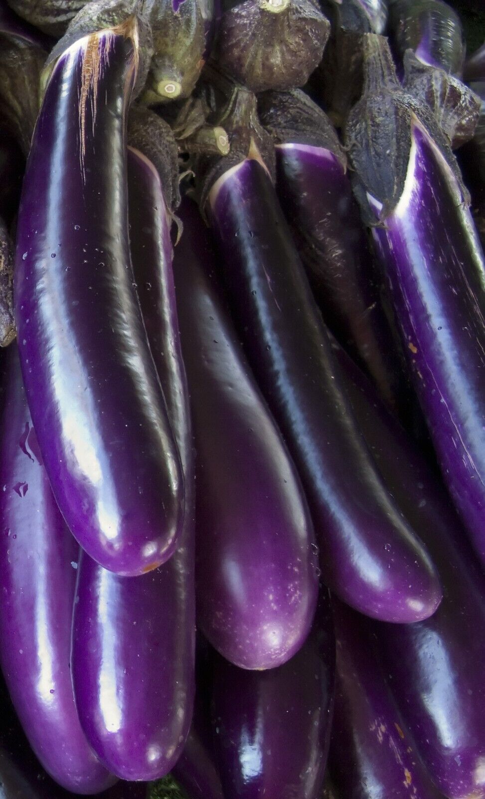 Long Eggplant -Atlas Wonder Vegetable Seeds